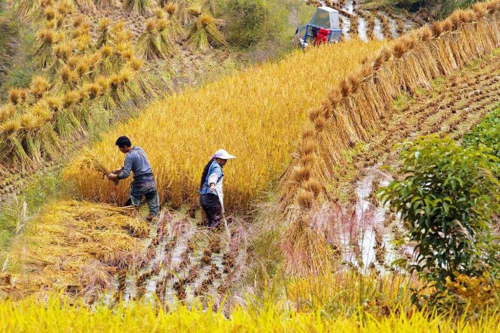 最新粮食价格动态及其对全球经济影响分析