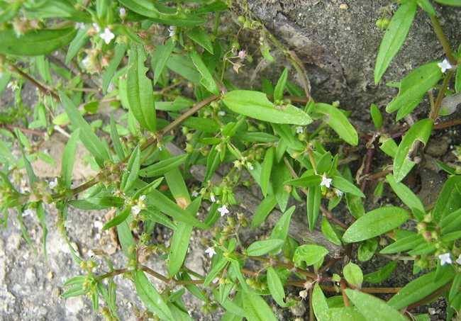 白花蛇草最新价格与市场动态分析