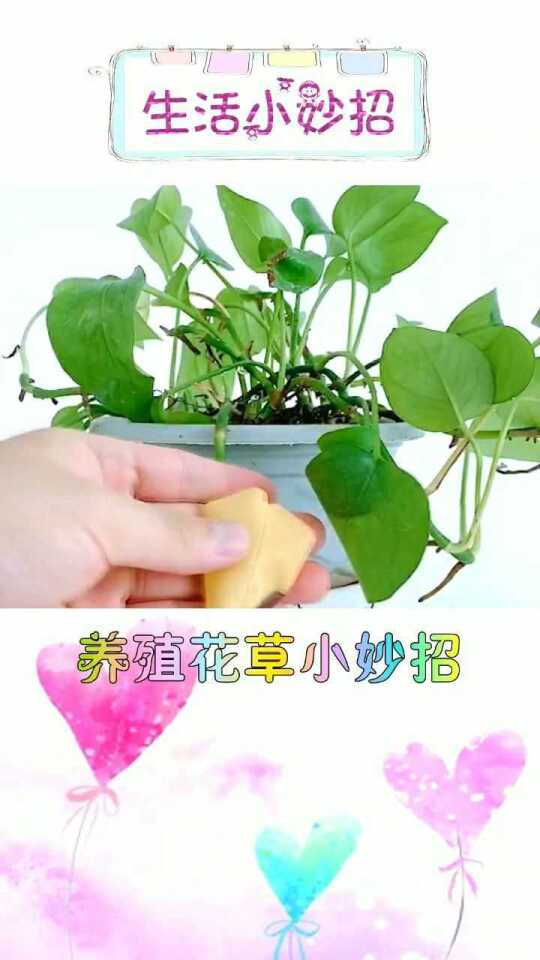 生活小妙招与花草养护利用技巧分享